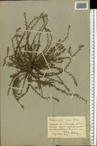 Polycnemum majus A. Braun, Eastern Europe, Central forest-and-steppe region (E6) (Russia)