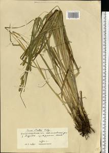 Carex otrubae Podp., Eastern Europe, South Ukrainian region (E12) (Ukraine)