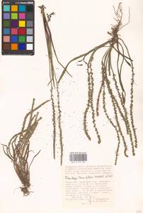 Plantago tenuiflora Waldst. & Kit., Middle Asia, Caspian Ustyurt & Northern Aralia (M8) (Kazakhstan)