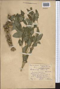 Dictamnus albus L., Middle Asia, Northern & Central Tian Shan (M4) (Kyrgyzstan)