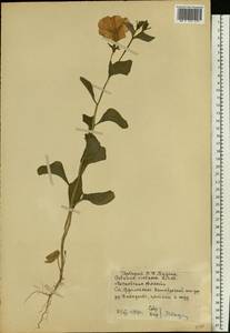Petunia integrifolia subsp. integrifolia, Eastern Europe, Moscow region (E4a) (Russia)