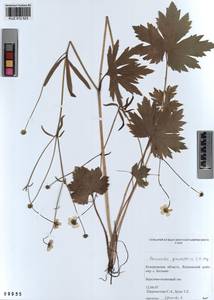 Ranunculus grandifolius C. A. Mey., Siberia, Altai & Sayany Mountains (S2) (Russia)