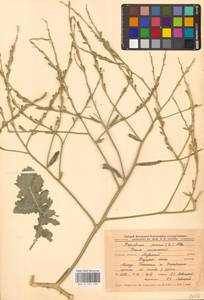 Rapistrum perenne (L.) All., Eastern Europe, Central forest-and-steppe region (E6) (Russia)