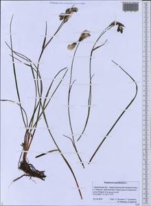 Eriophorum angustifolium Honck., Siberia, Russian Far East (S6) (Russia)