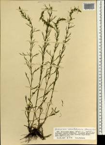 Artemisia mandschurica (Kom.) Kom., Mongolia (MONG) (Mongolia)