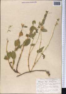 Moluccella olgae (Regel) Ryding, Middle Asia, Northern & Central Tian Shan (M4) (Kyrgyzstan)