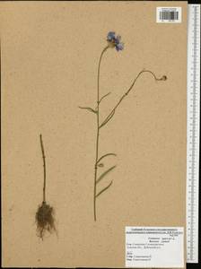Centaurea cyanus L., Eastern Europe, Central region (E4) (Russia)