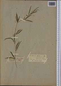 Lathyrus sphaericus Retz., Western Europe (EUR) (Not classified)