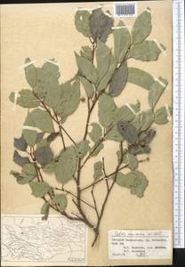 Celtis caucasica Willd., Middle Asia, Western Tian Shan & Karatau (M3) (Tajikistan)