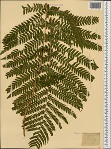 Dryopteris filix-mas (L.) Schott, Caucasus, Krasnodar Krai & Adygea (K1a) (Russia)