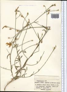 Convolvulus, Middle Asia, Pamir & Pamiro-Alai (M2) (Tajikistan)