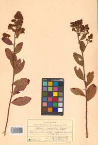 Spiraea salicifolia L., Siberia, Russian Far East (S6) (Russia)