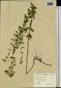 Hypericum maculatum Crantz, Eastern Europe, West Ukrainian region (E13) (Ukraine)
