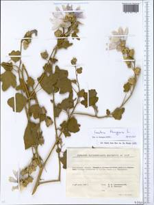 Malva thuringiaca subsp. thuringiaca, Eastern Europe, North Ukrainian region (E11) (Ukraine)