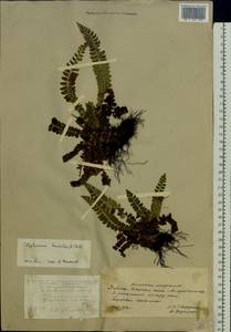 Polystichum lonchitis (L.) Roth, Eastern Europe, Northern region (E1) (Russia)