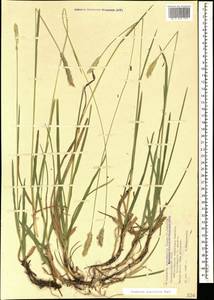 Sesleria alba Sm., Caucasus, Black Sea Shore (from Novorossiysk to Adler) (K3) (Russia)