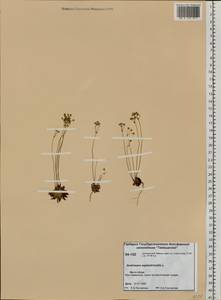 Androsace septentrionalis L., Siberia, Central Siberia (S3) (Russia)