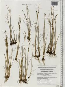 Juncus alpinoarticulatus subsp. rariflorus (Hartm.) Holub, Eastern Europe, Northern region (E1) (Russia)