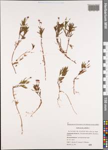 Andromeda polifolia L., Siberia, Russian Far East (S6) (Russia)