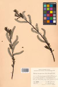 Salix kangensis Nakai, Siberia, Russian Far East (S6) (Russia)
