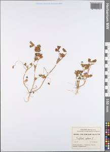 Trifolium retusum L., Eastern Europe, Rostov Oblast (E12a) (Russia)