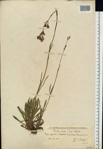 Viscaria vulgaris Röhl., Eastern Europe, Lower Volga region (E9) (Russia)