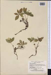 Cornus canadensis L., America (AMER) (Canada)