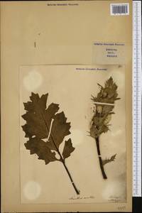 Acanthus mollis L., Western Europe (EUR) (Italy)