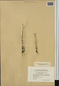 Trichophorum alpinum (L.) Pers., Western Europe (EUR) (Denmark)