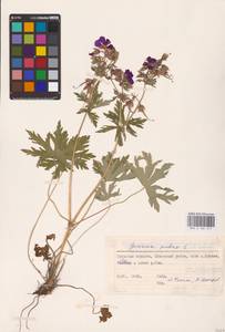 Geranium pratense L., Eastern Europe, Central region (E4) (Russia)