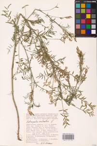 Astragalus sulcatus L., Eastern Europe, Lower Volga region (E9) (Russia)