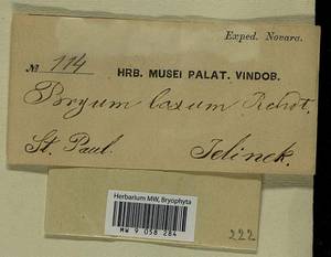 Pohlia nutans (Hedw.) Lindb., Bryophytes, Bryophytes - Antarctica (BAn) (French Southern and Antarctic Lands)