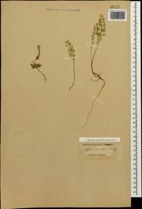 Alyssum simplex Rudolphi, Caucasus (no precise locality) (K0)
