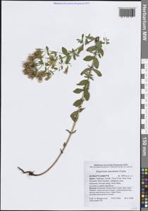 Hypericum maculatum Crantz, Western Europe (EUR) (Spain)