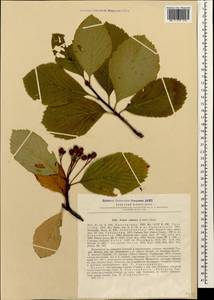 Sorbus subfusca (Ledeb. ex Nordm.) Boiss., Caucasus, Georgia (K4) (Georgia)