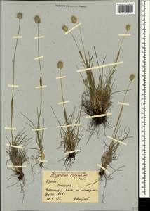 Alopecurus vaginatus (Willd.) Kunth, Crimea (KRYM) (Russia)