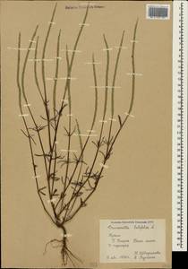 Crucianella latifolia L., Crimea (KRYM) (Russia)