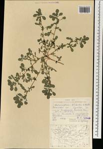 Amaranthus blitoides S.Watson, Mongolia (MONG) (Mongolia)