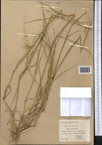 Secale sylvestre Host, Middle Asia, Karakum (M6) (Turkmenistan)