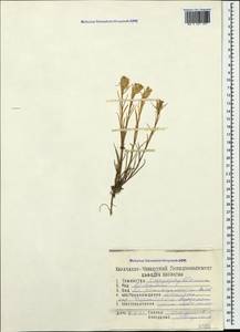 Dianthus pseudarmeria M. Bieb., Caucasus, Dagestan (K2) (Russia)