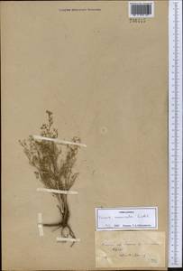 Trinia muricata Godet, Middle Asia, Northern & Central Kazakhstan (M10) (Kazakhstan)