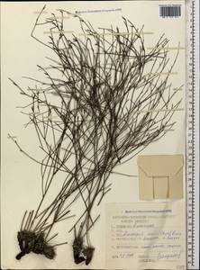 Limoniopsis owerinii (Boiss.) Lincz., Caucasus, Dagestan (K2) (Russia)