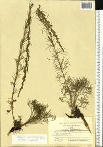 Artemisia marschalliana Spreng., Eastern Europe, Central region (E4) (Russia)