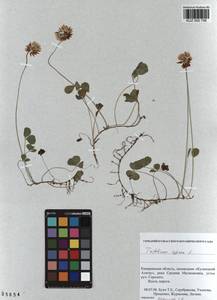 KUZ 000 756, Trifolium repens L., Siberia, Altai & Sayany Mountains (S2) (Russia)
