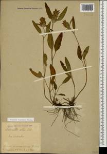 Prunella laciniata (L.) L., Caucasus, Stavropol Krai, Karachay-Cherkessia & Kabardino-Balkaria (K1b) (Russia)