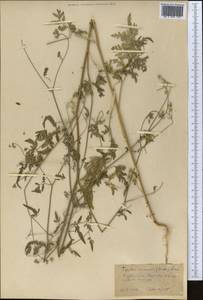 Torilis arvensis (Huds.) Link, Middle Asia, Kopet Dag, Badkhyz, Small & Great Balkhan (M1) (Turkmenistan)