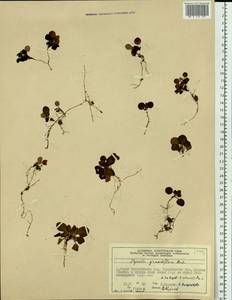 Pyrola grandiflora Radius, Siberia, Central Siberia (S3) (Russia)