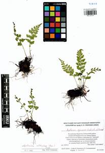 Asplenium adiantum-nigrum subsp. woronowii (Christ) Fraser-Jenkins, Siberia, Baikal & Transbaikal region (S4) (Russia)