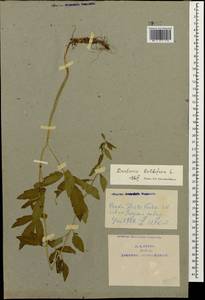 Cardamine bulbifera (L.) Crantz, Caucasus, Azerbaijan (K6) (Azerbaijan)