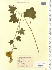 Alcea kusariensis (Iljin ex Grossh.) Iljin, Caucasus, Azerbaijan (K6) (Azerbaijan)